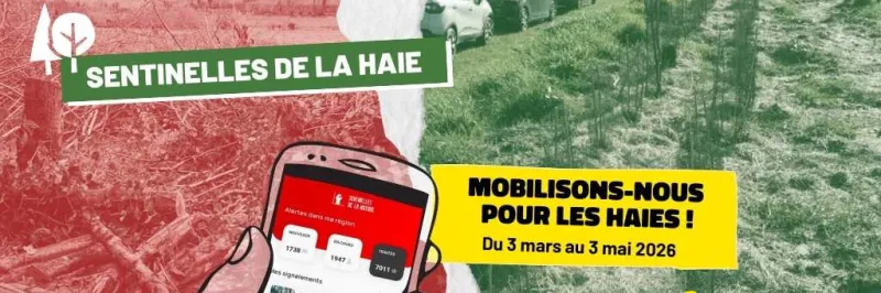 Sentinelle de la haie