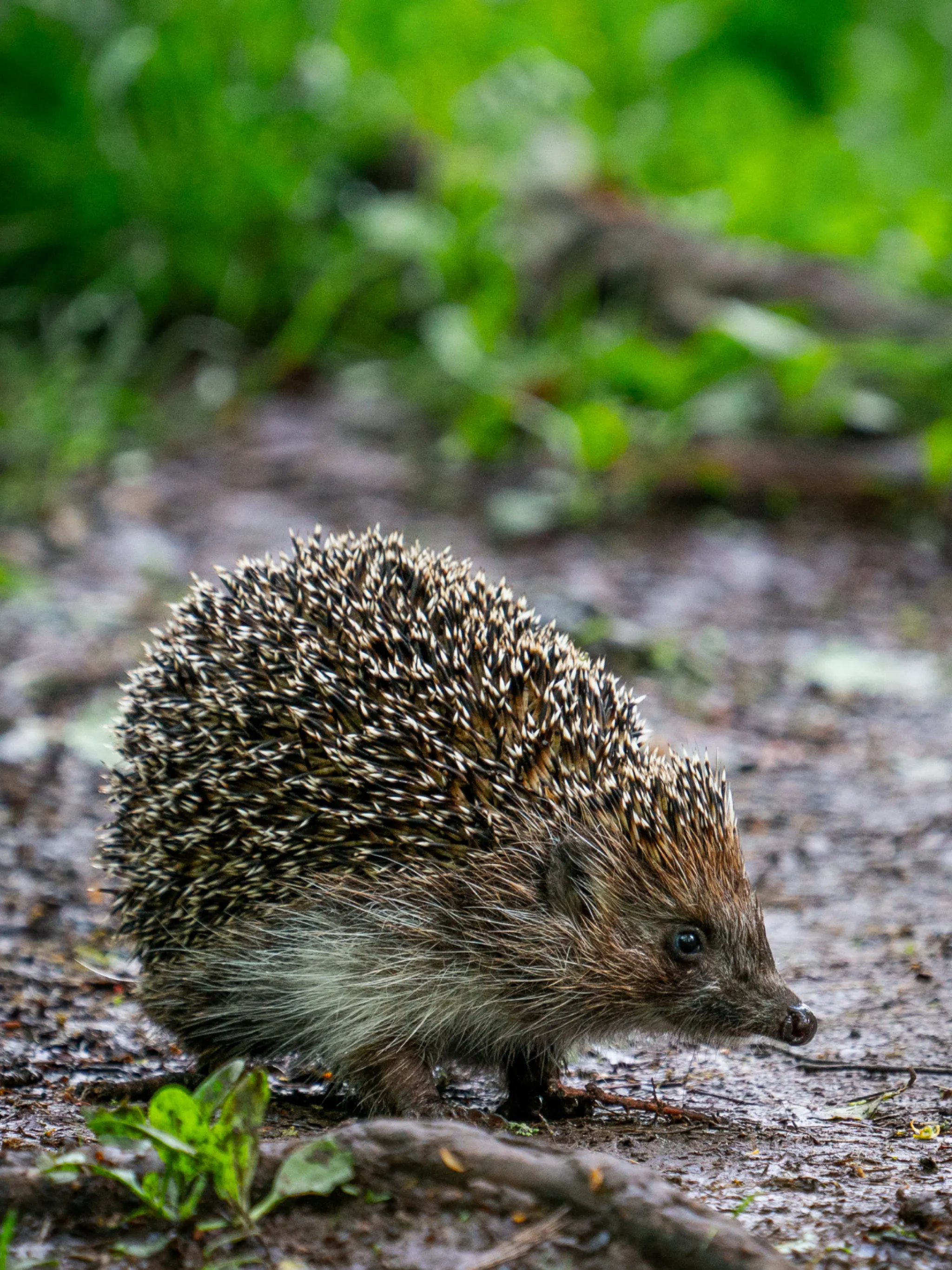 Je soutiens avec l'image du hérisson