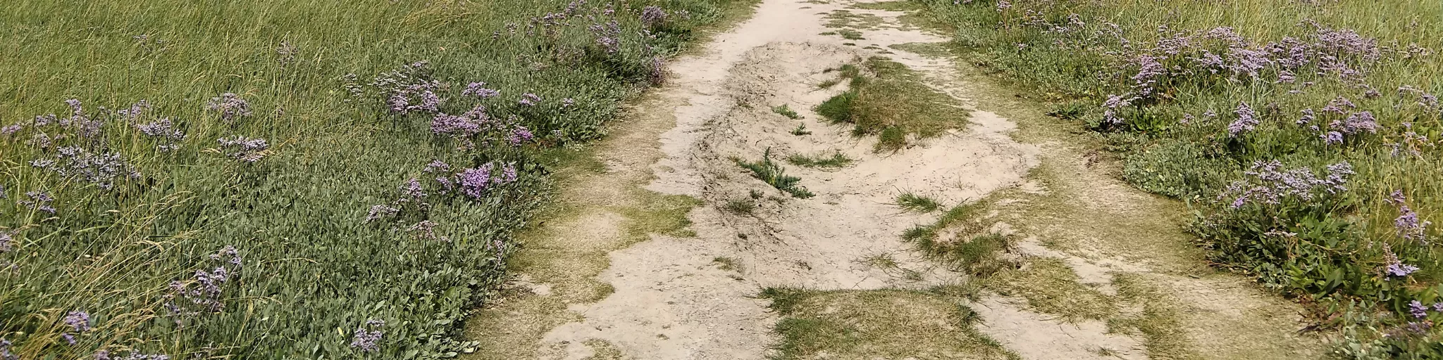 Lila des mers Cayeux-sur-mer