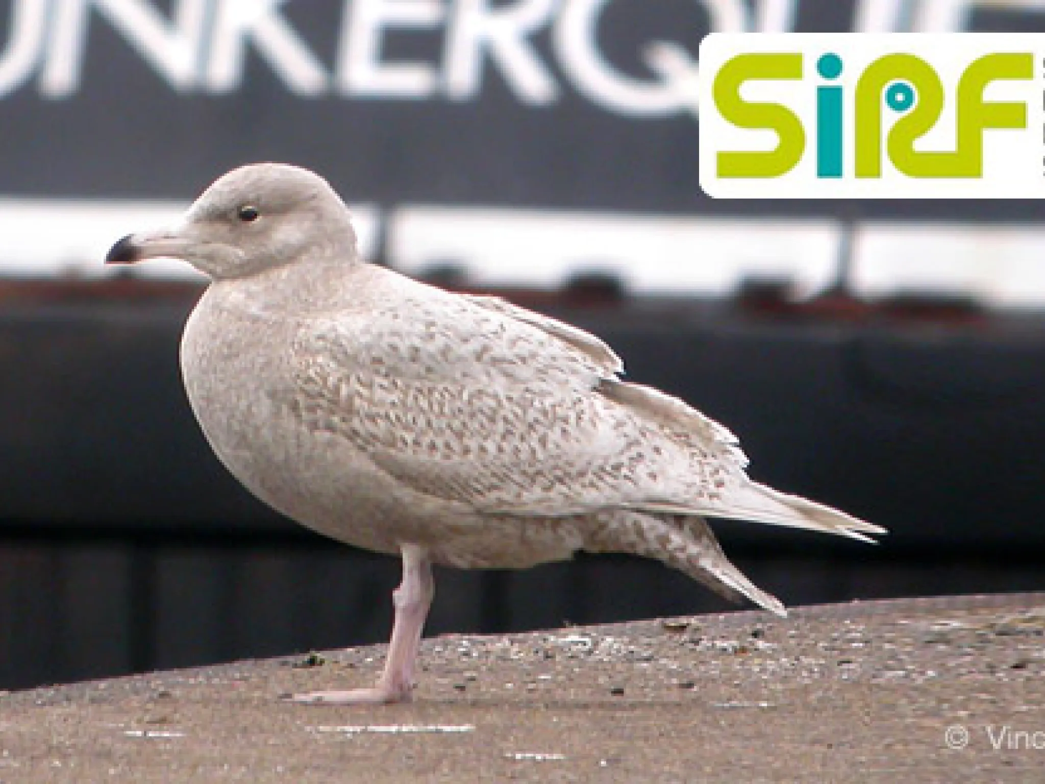 SIRF la nature a son outil !